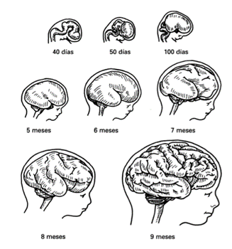 Figura 2: Visión lateral del cerebro que en esta secuencia de dibujos muestra una sucesión de fases embrionarias y fetales (Poch, 2001).