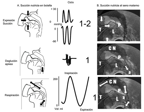 Figura 1. Ciclo de expresión/succión-deglución respiración (Rendón y Serrano, 2011).